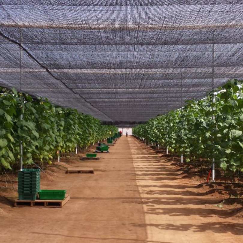 malla raschel 50% sombra 2,10 mts de ancho malla raschel 50% sombra 2,10 mts de ancho