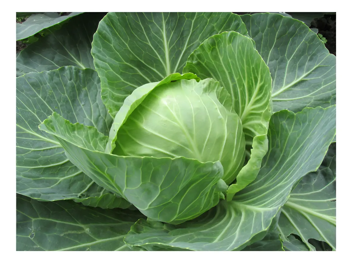 Semillas Repollo Variedad Copenhague 2 grs semillas repollo variedad copenhague 2 grs