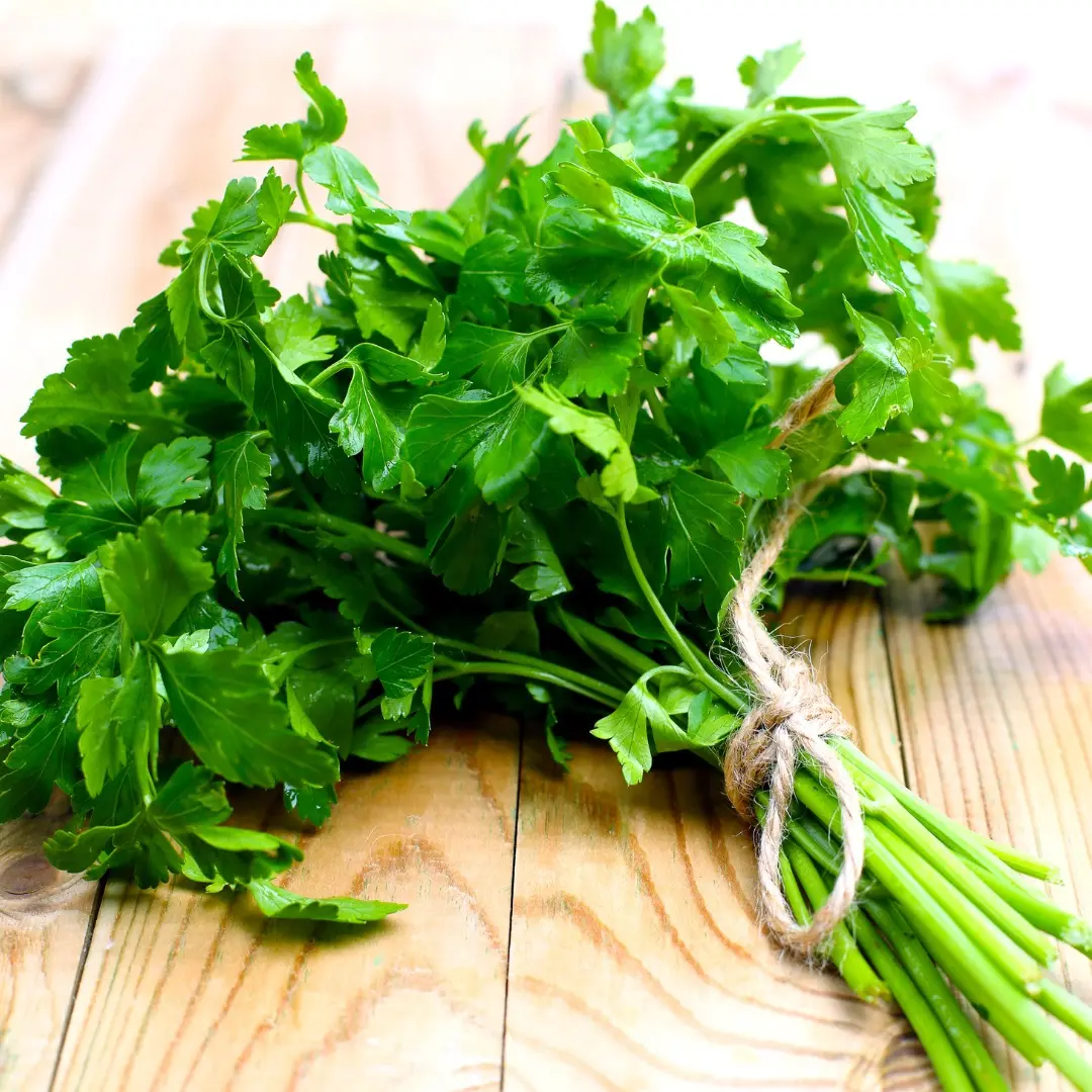 Semillas Perejil Variedad Liso 2 grs semillas perejil variedad liso 2 grs