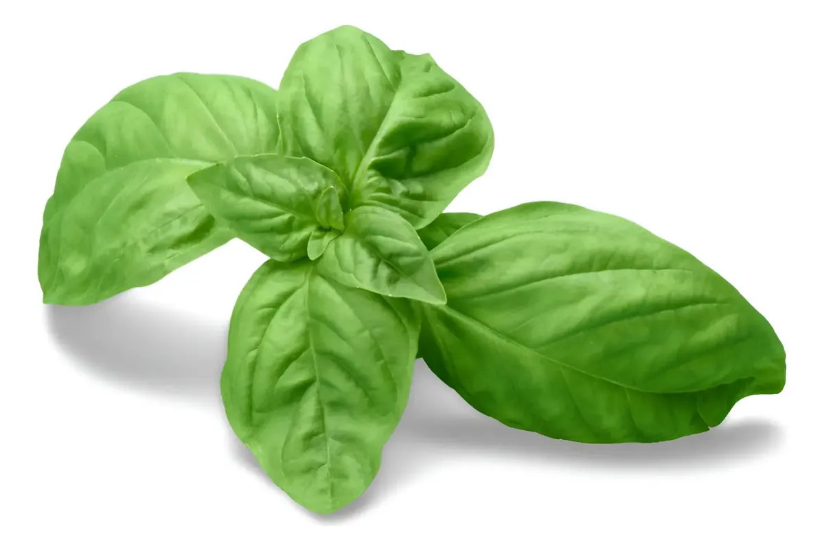 Semillas Albahaca Variedad Hoja Ancha 2 grs semillas albahaca variedad hoja ancha 2 grs