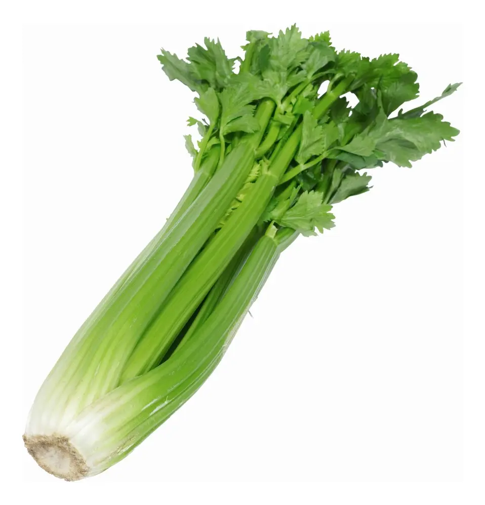Semillas Apio Variedad Tall Utah 52/70 2 grs semillas apio variedad tall utah 52/70 2 grs
