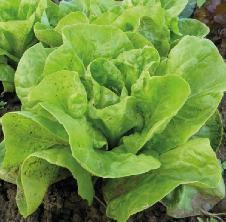 Semillas Lechugas Variedad Grandes Lagos 2 grs semillas zapallo italiano variedad negro 2grs