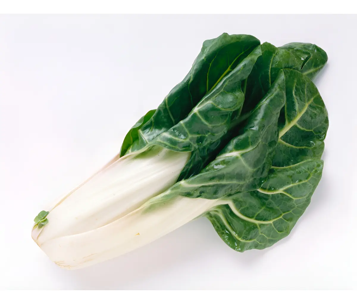Semillas Acelga Variedad Verde Penca Blanca 2 grs semillas acelga variedad verde penca blanca 2 grs