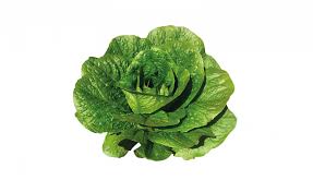 Semillas Lechugas Abarquina Variedad Peletizada 2 grs semillas lechugas abarquina variedad peletizada 2 grs