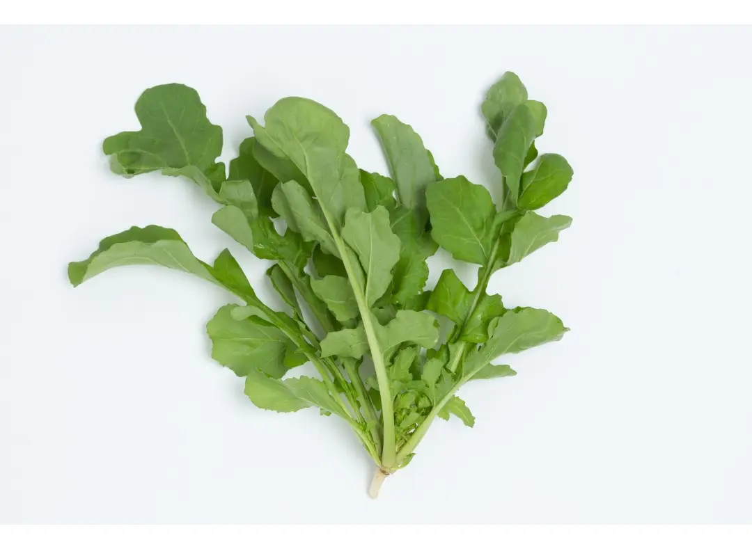 Semillas Rucula Variedad Astro 2 grs semillas rucula variedad astro 2 grs